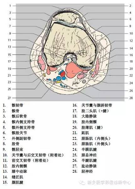 膝关节断层解剖+详细标注