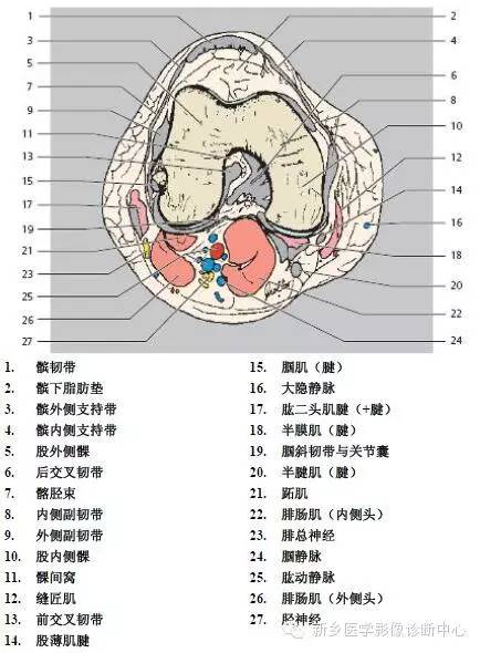 膝关节断层解剖+详细标注