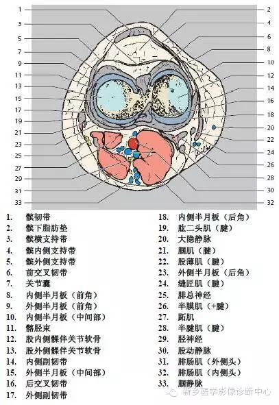 膝关节断层解剖+详细标注