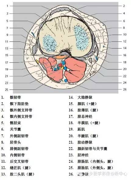 膝关节断层解剖+详细标注