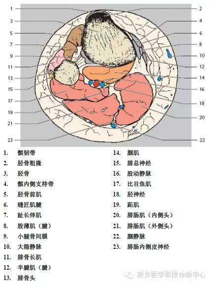 膝关节断层解剖+详细标注