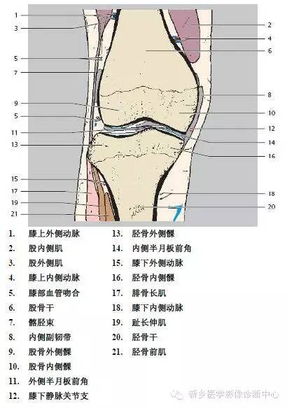 膝关节断层解剖+详细标注