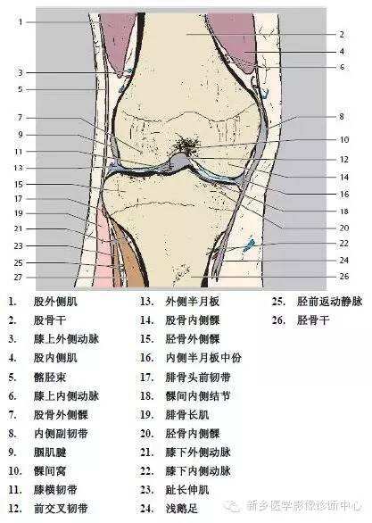膝关节断层解剖+详细标注