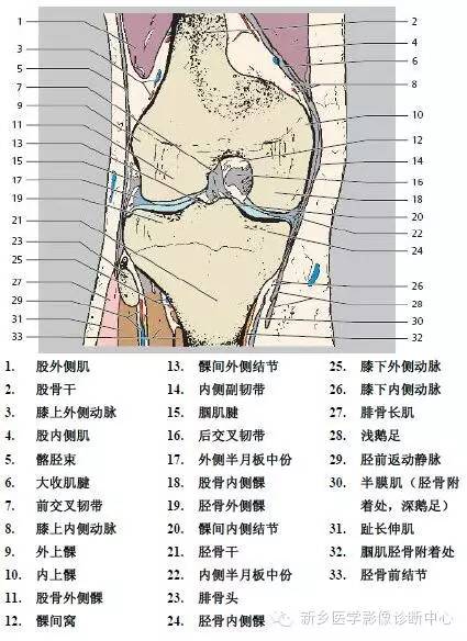 膝关节断层解剖+详细标注