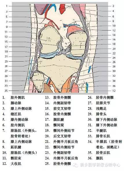 膝关节断层解剖+详细标注