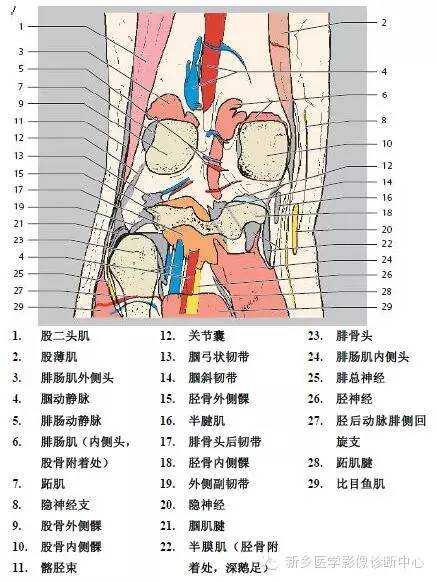 膝关节断层解剖+详细标注