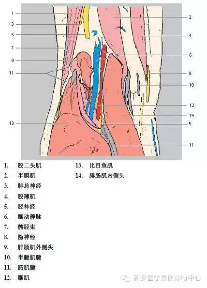 膝关节断层解剖+详细标注