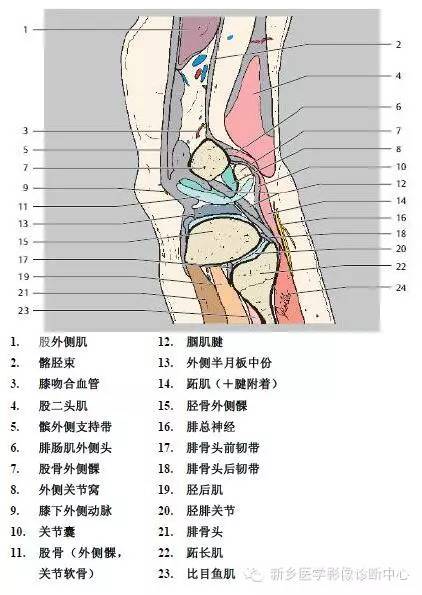 膝关节断层解剖+详细标注