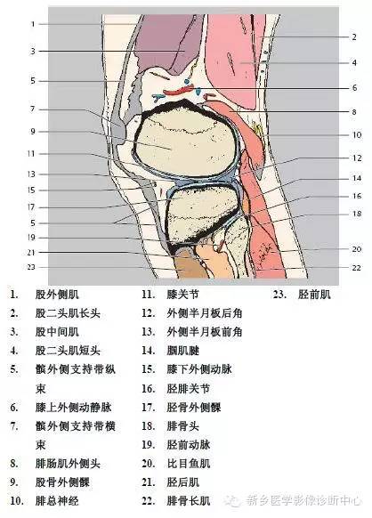 膝关节断层解剖+详细标注
