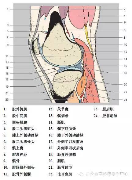 膝关节断层解剖+详细标注