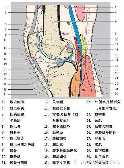 膝关节断层解剖+详细标注