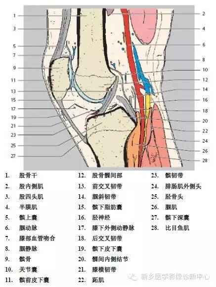 膝关节断层解剖+详细标注