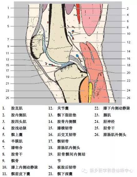 膝关节断层解剖+详细标注