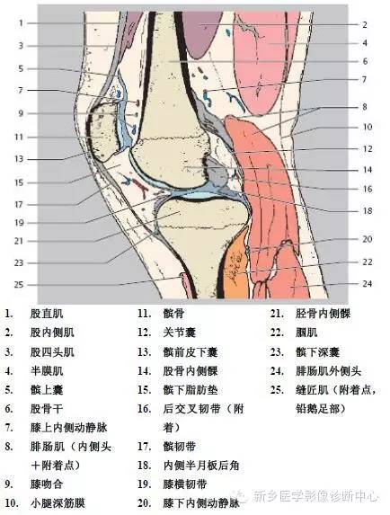 膝关节断层解剖+详细标注