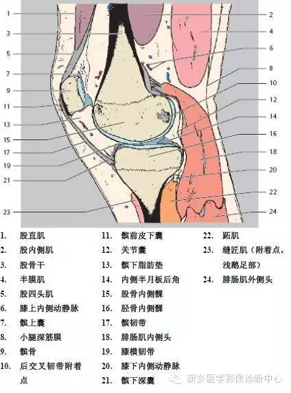 膝关节断层解剖+详细标注