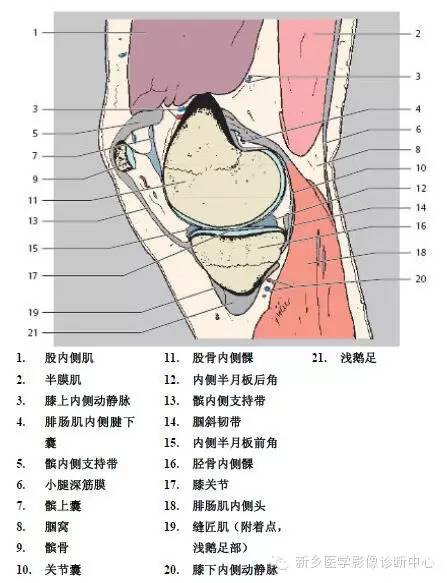 膝关节断层解剖+详细标注