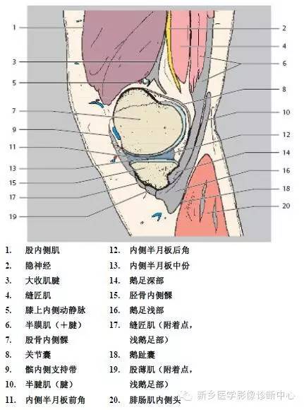 膝关节断层解剖+详细标注