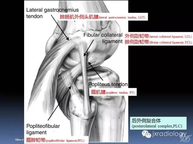 【PPT】膝关节肌腱病变的磁共振诊断