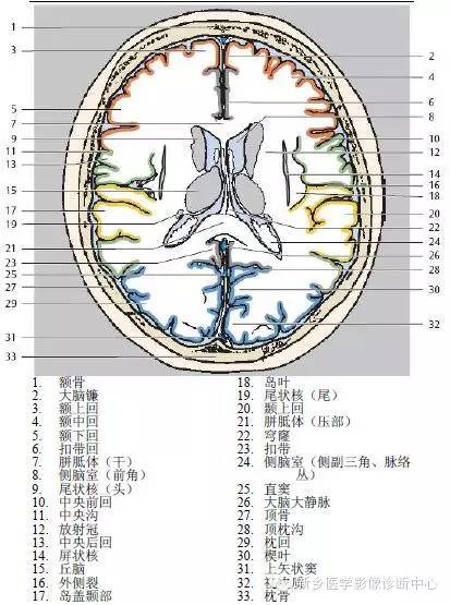 头部横断位解剖+详细标注