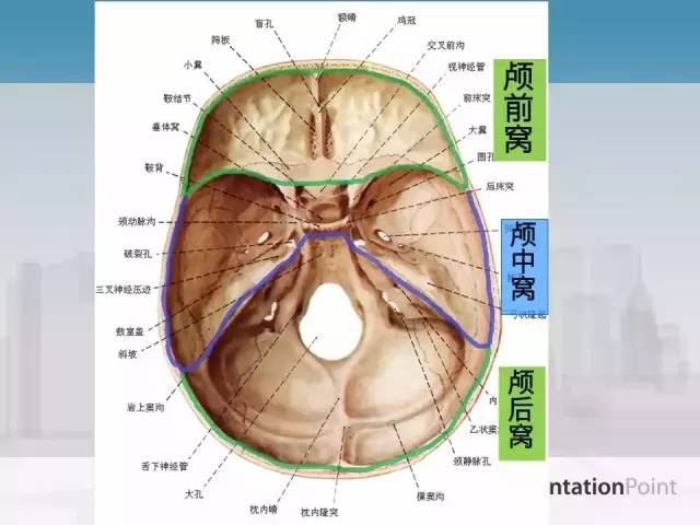 【PPT】鼻咽癌靶区勾画的相关解剖——颅底诸孔