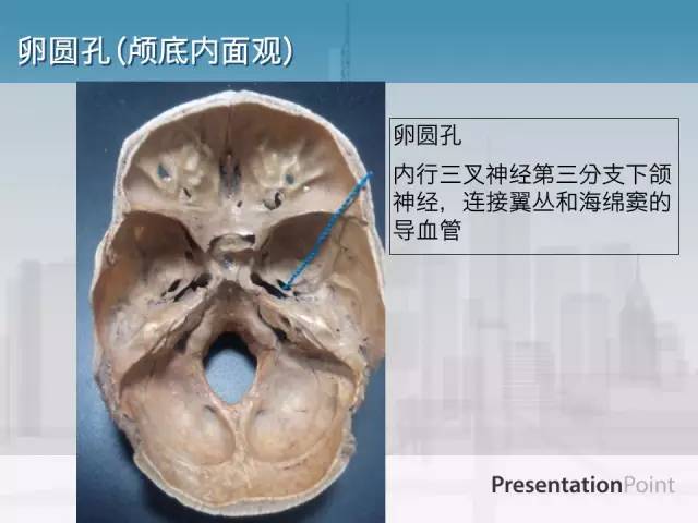 【PPT】鼻咽癌靶区勾画的相关解剖——颅底诸孔