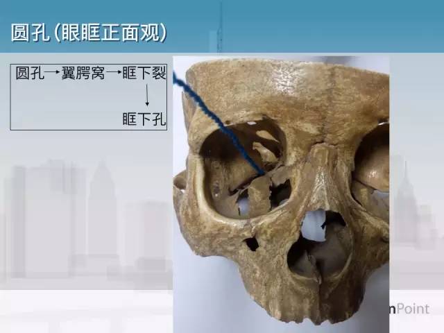 【PPT】鼻咽癌靶区勾画的相关解剖——颅底诸孔
