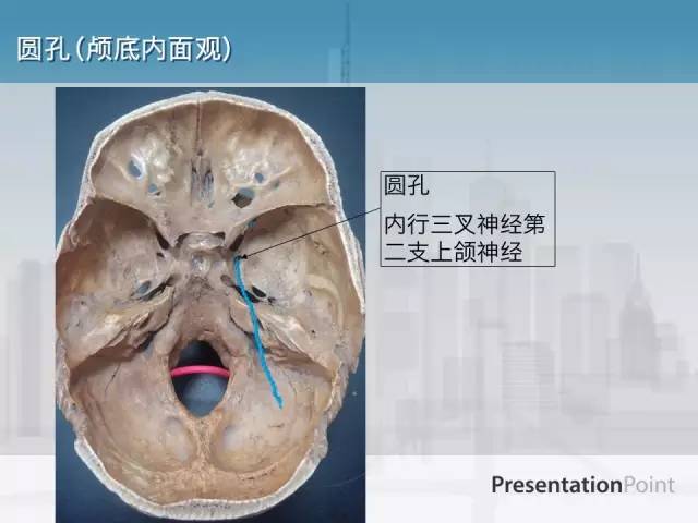 【PPT】鼻咽癌靶区勾画的相关解剖——颅底诸孔