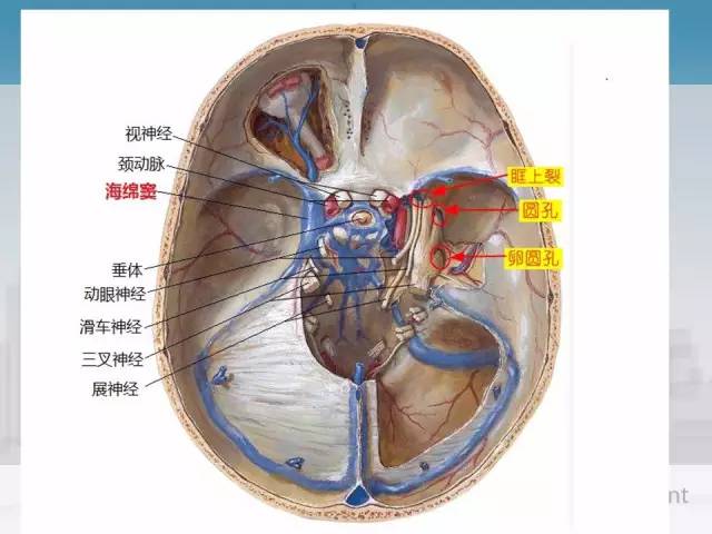 【PPT】鼻咽癌靶区勾画的相关解剖——颅底诸孔