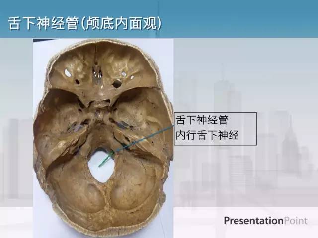 【PPT】鼻咽癌靶区勾画的相关解剖——颅底诸孔