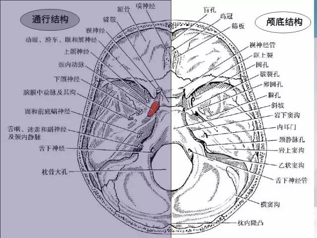 【PPT】鼻咽癌靶区勾画的相关解剖——颅底诸孔