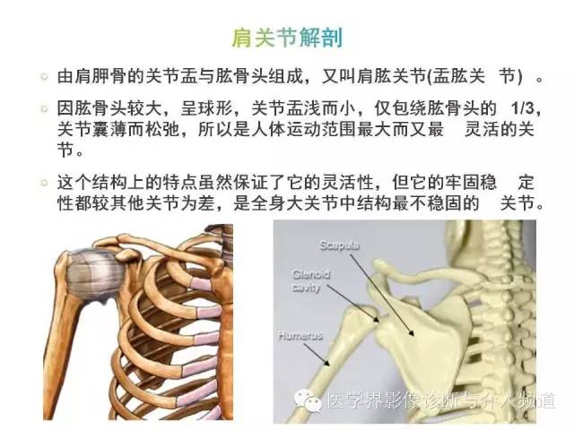 【PPT】肩关节解剖及正常MR表现