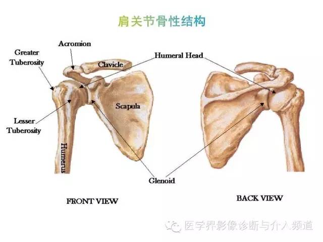 【PPT】肩关节解剖及正常MR表现