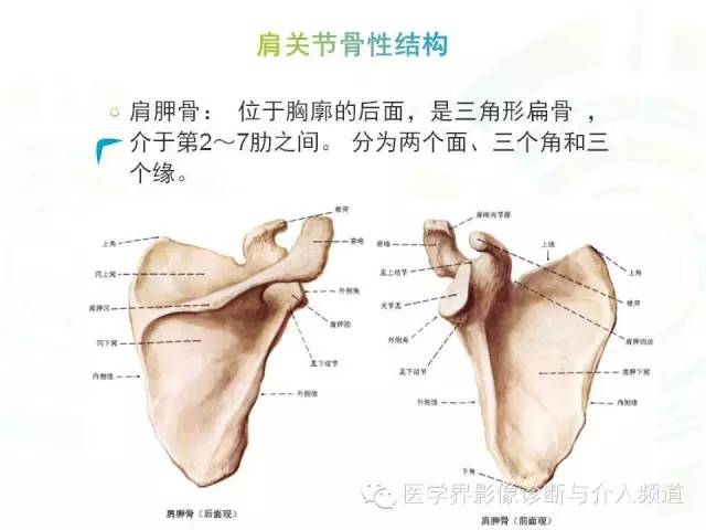 【PPT】肩关节解剖及正常MR表现