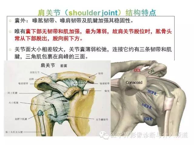 【PPT】肩关节解剖及正常MR表现