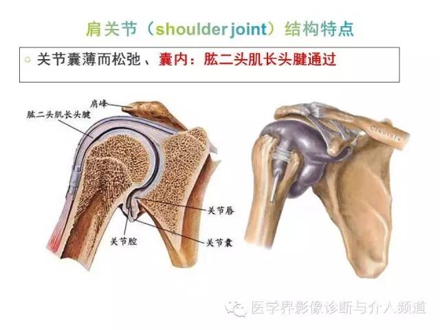 【PPT】肩关节解剖及正常MR表现