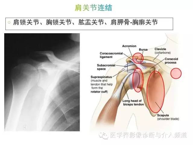 【PPT】肩关节解剖及正常MR表现