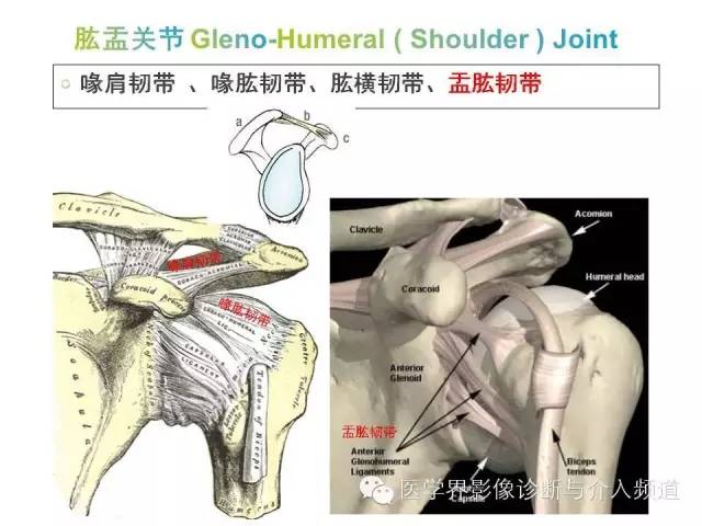 【PPT】肩关节解剖及正常MR表现