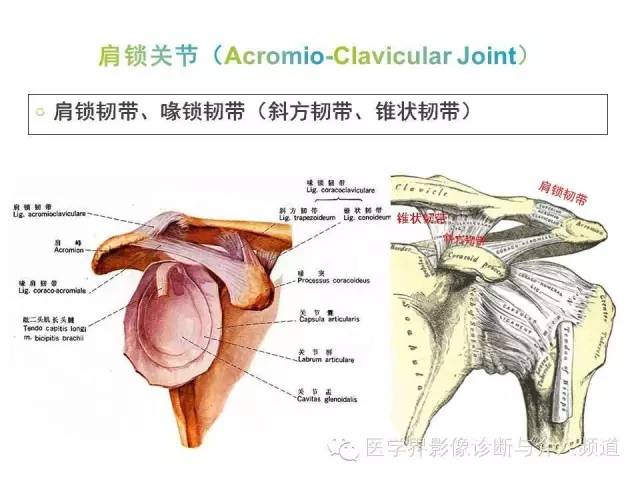 【PPT】肩关节解剖及正常MR表现