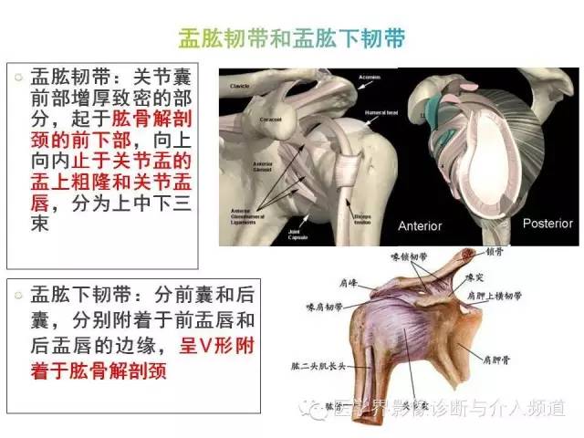 【PPT】肩关节解剖及正常MR表现