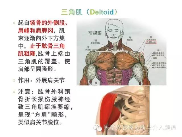 【PPT】肩关节解剖及正常MR表现