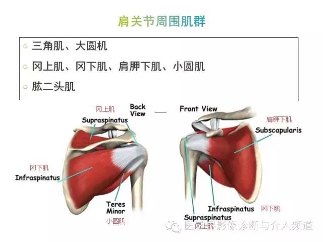 【PPT】肩关节解剖及正常MR表现