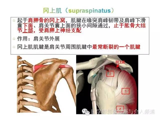 【PPT】肩关节解剖及正常MR表现