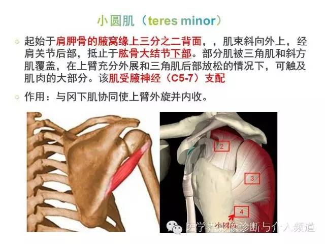 【PPT】肩关节解剖及正常MR表现