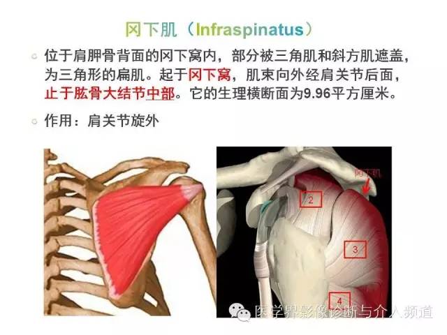 【PPT】肩关节解剖及正常MR表现