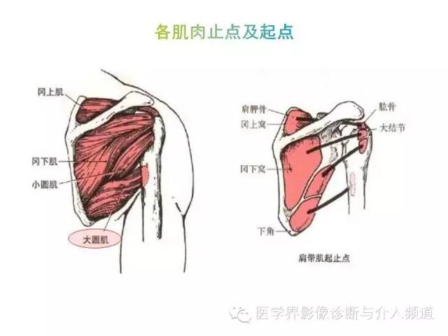 【PPT】肩关节解剖及正常MR表现