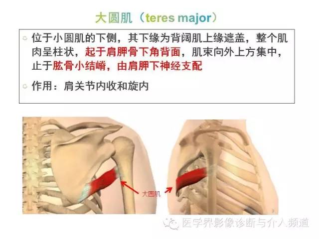 【PPT】肩关节解剖及正常MR表现