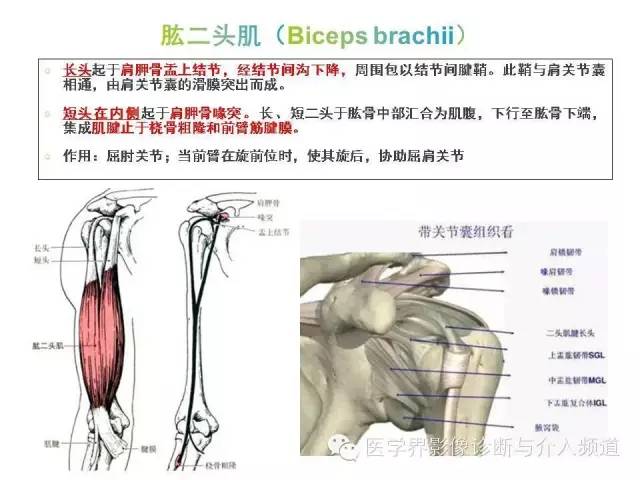 【PPT】肩关节解剖及正常MR表现