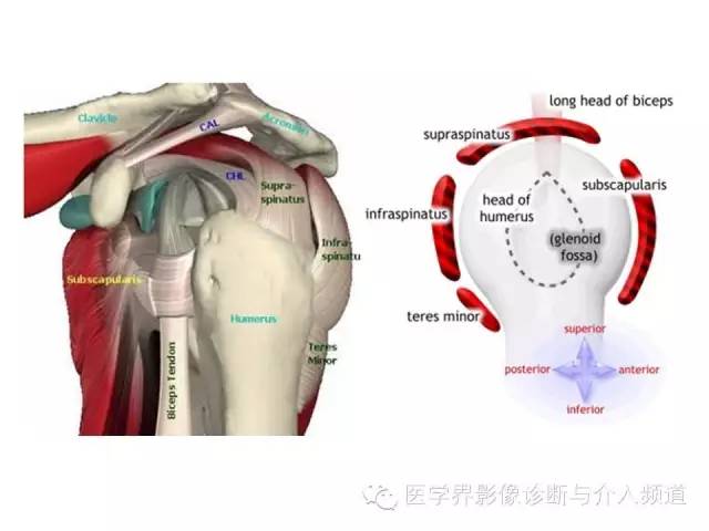【PPT】肩关节解剖及正常MR表现
