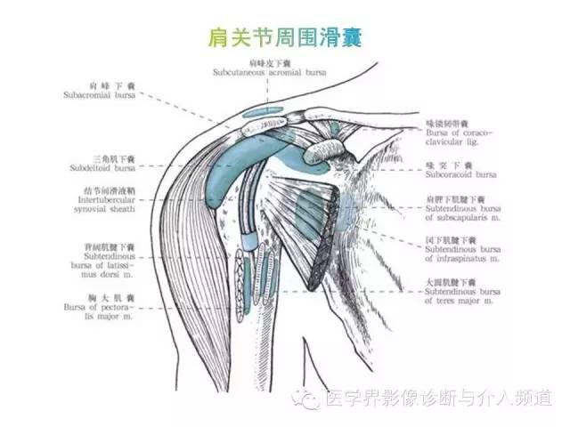 【PPT】肩关节解剖及正常MR表现