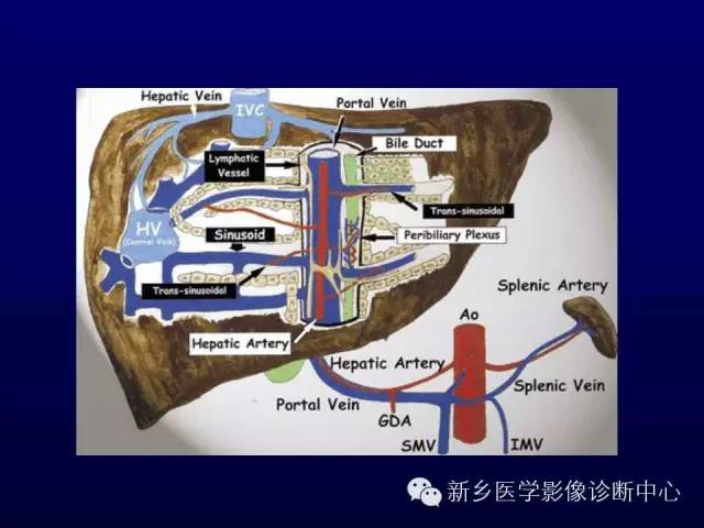 【PPT】螺旋CT动脉期在肝脏异常灌注认识中的价值
